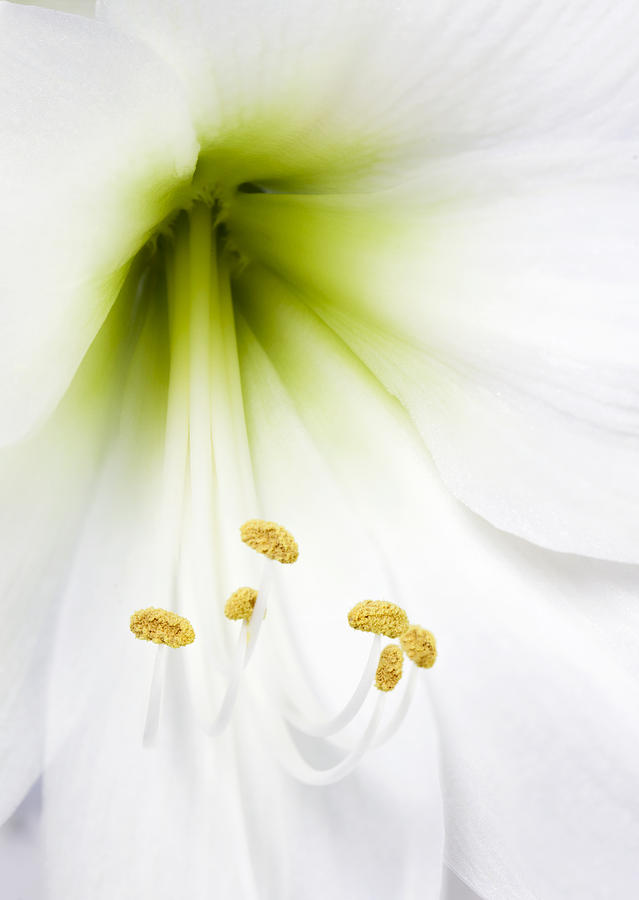 Lily Photograph - Pure White Amaryllis by Gillian Dernie Lily Photograph - Pure White Amaryllis by Gillian Dernie