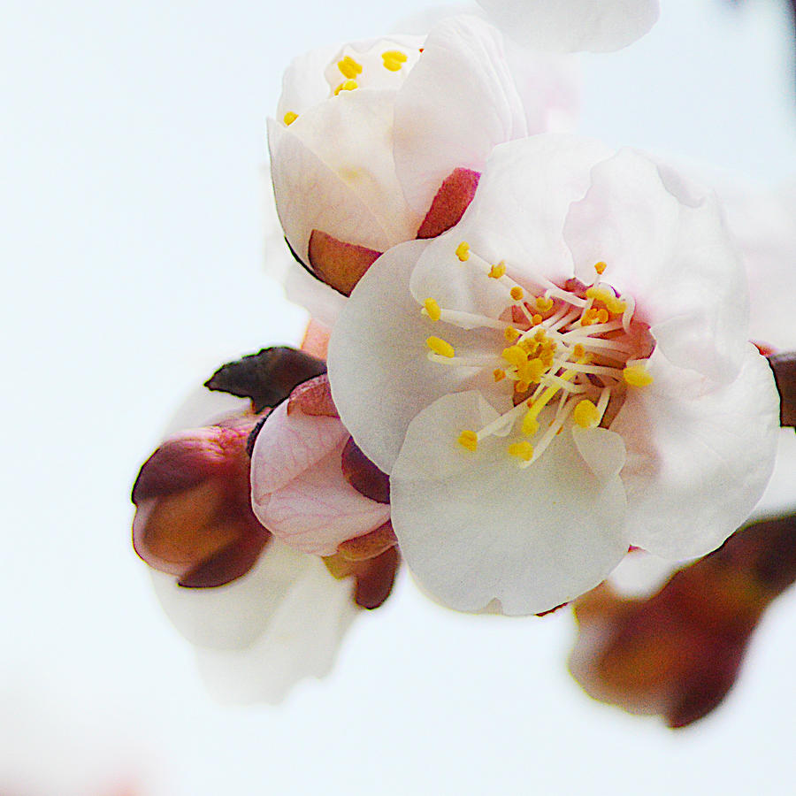 Pure White Apricot Flower Photograph by Joan Han