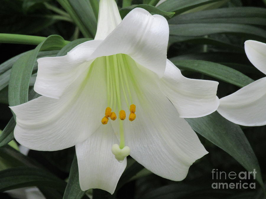 Botanical Gardens Photograph - Pure White Easter Lily by Elizabeth Duggan