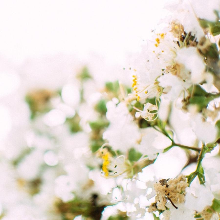 Nature Photograph - Pure! #white #flowers #nature #plant by Shivendra Singh