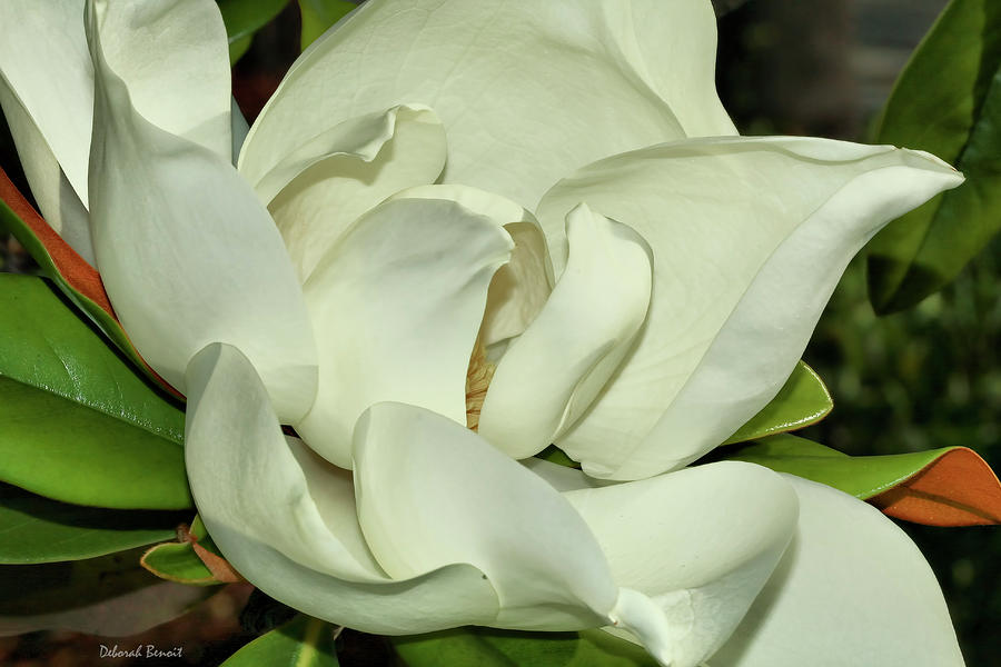 Pure White Fragrant Beauty Photograph by Deborah Benoit