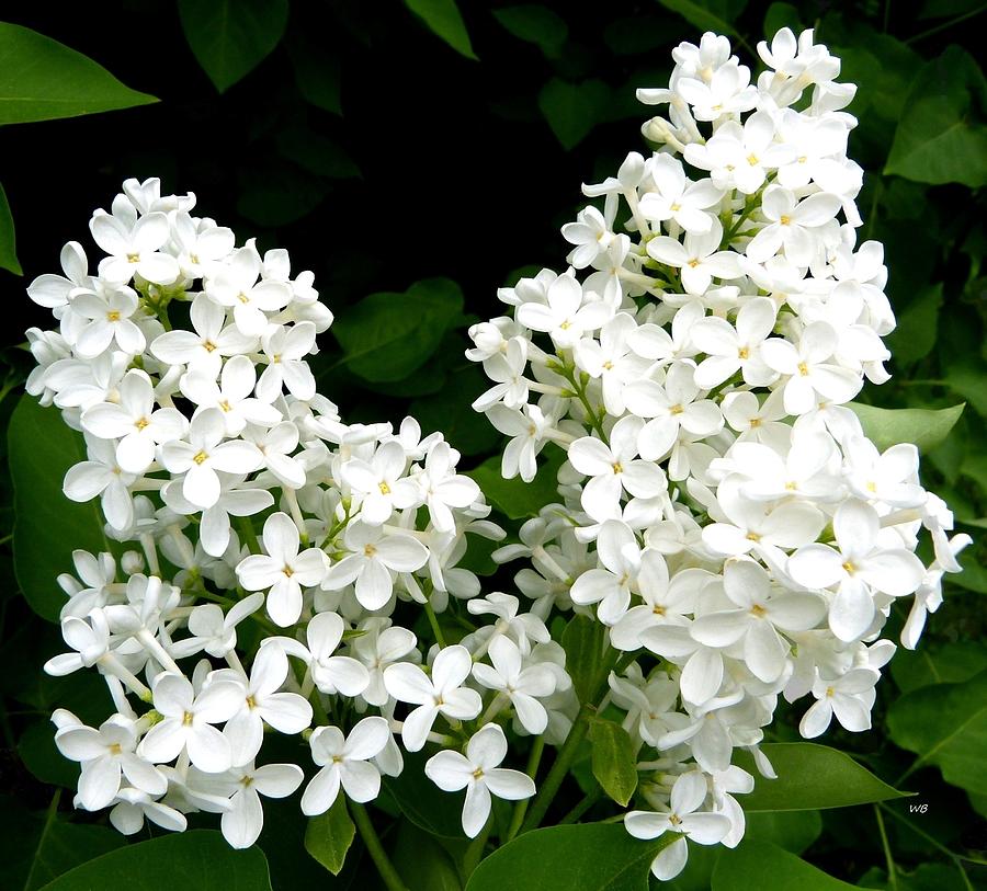 Pure White Lilacs Photograph by Will Borden