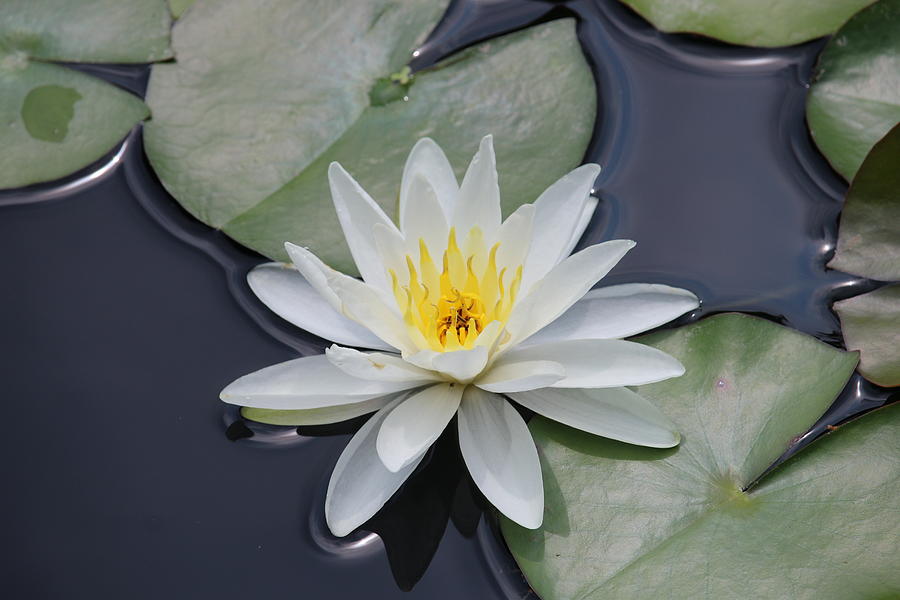 Pure White Lilly Photograph by Ron Monsour