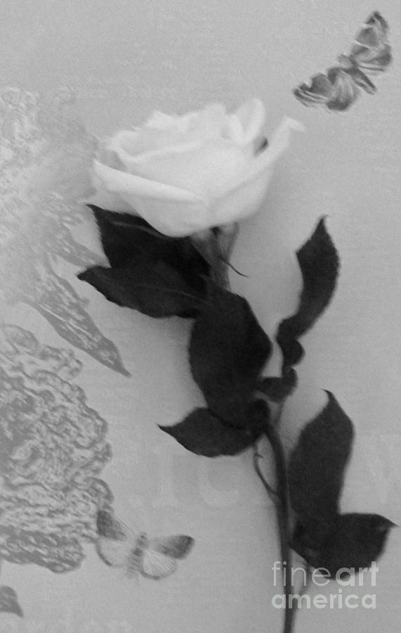 Pure White Rose Against the Wallpaper Photograph by Marsha Heiken