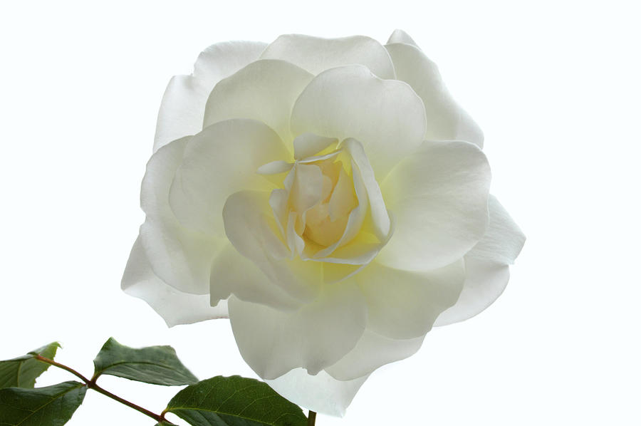Pure White Rose Photograph by Terence Davis