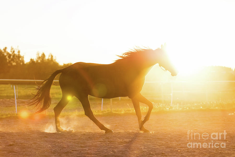 Purebred horse running in the padlock in the sunset. Photograph by Michal Bednarek