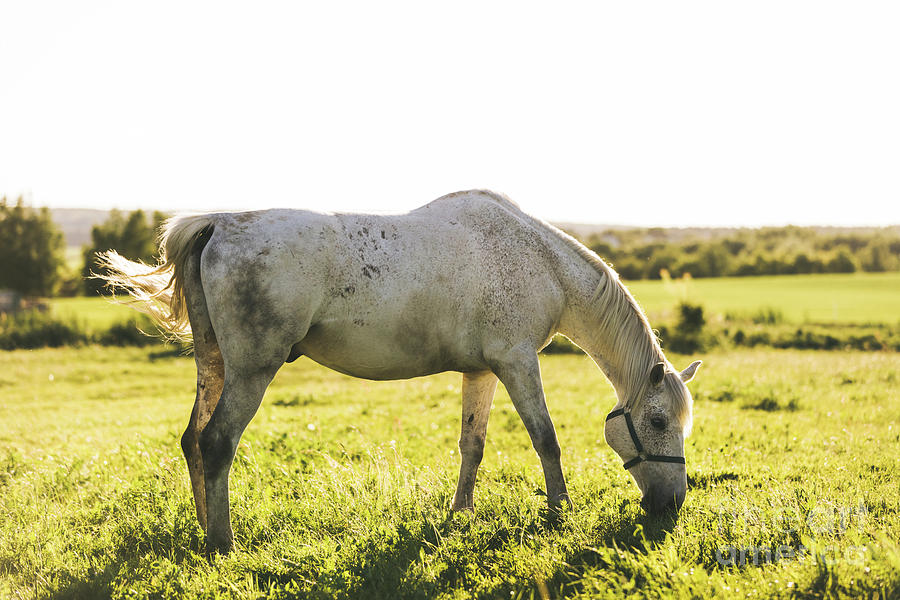 Purebred white horse eating grass on a field. Photograph by Michal Bednarek