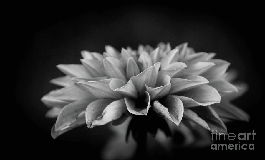 Nature Photograph - Purity bw by Stephanie Hanson