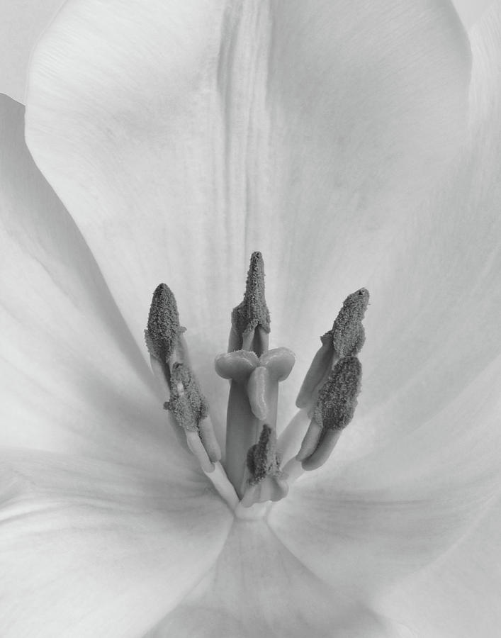 Purity Photograph by David and Carol Kelly - Fine Art America