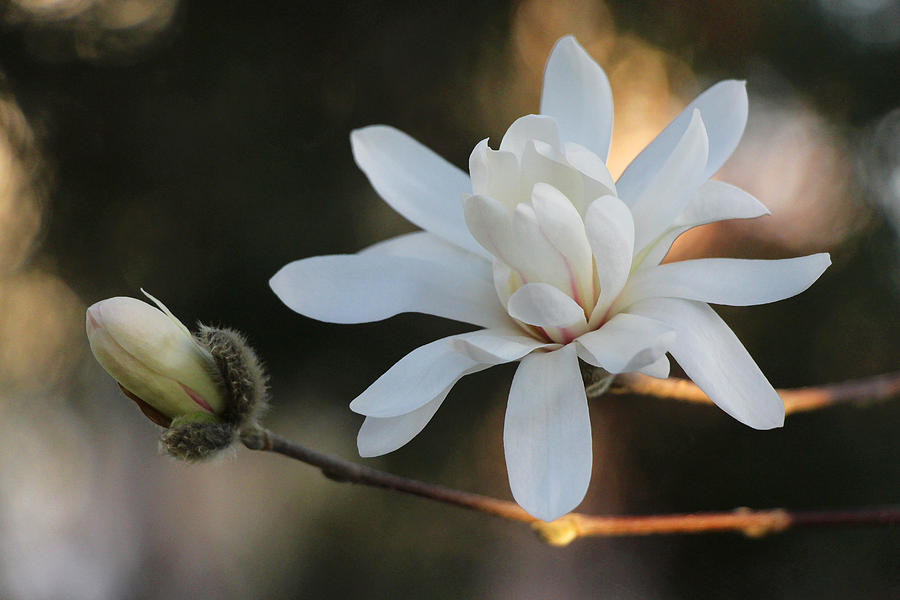 Magnolia Movie Photograph - Purity by Iryna Goodall