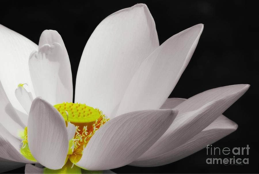 Flower Photograph - Purity by Robert ONeil