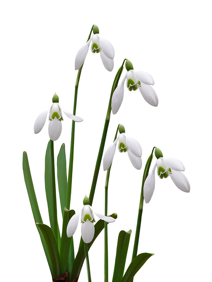 Purity - Snowdrops On White Photograph by Gill Billington