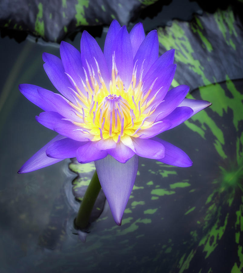 Waterlily is a popular aquatic plant. Photograph by Usha Peddamatham