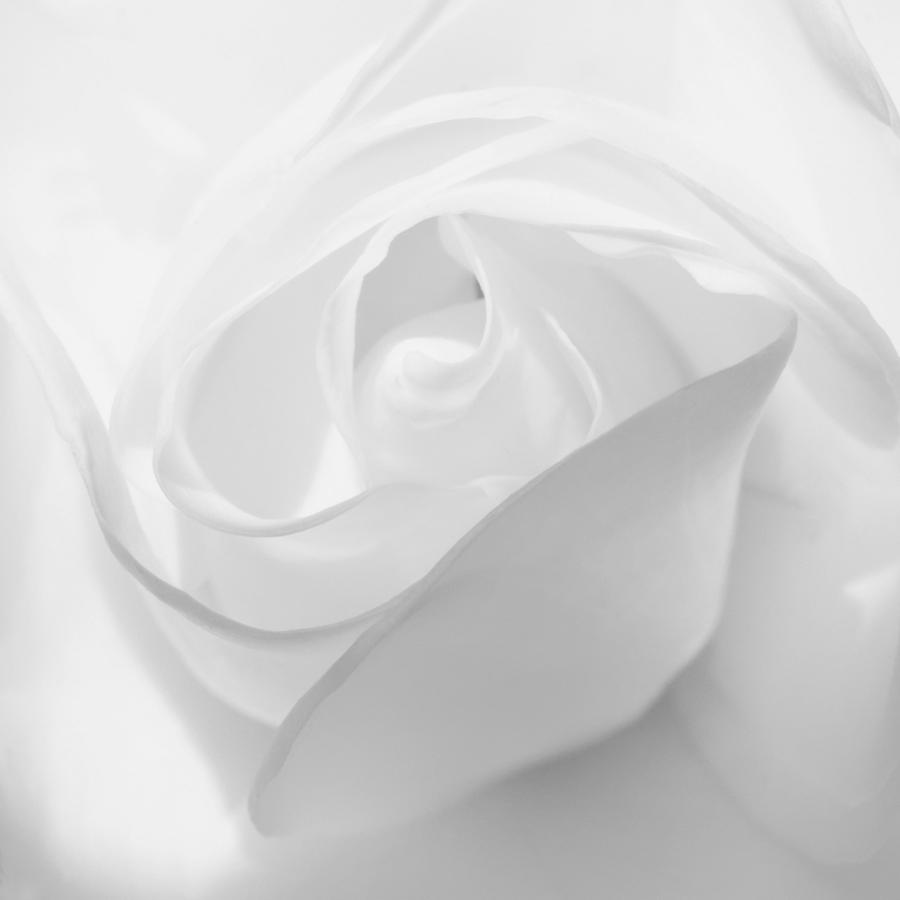 Purity - White Rose Photograph by KJ Swan