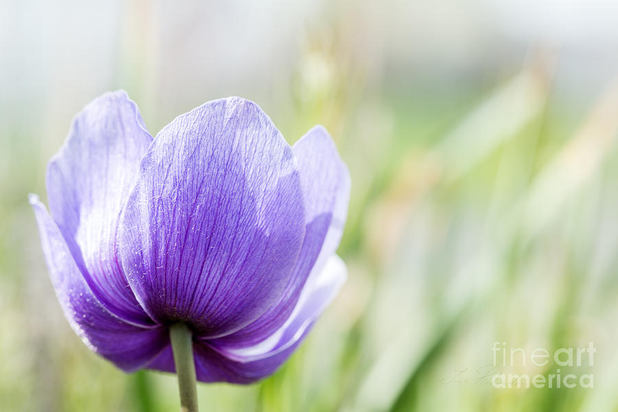 Blume Photograph - Purple Anemore Flower by Iris Richardson