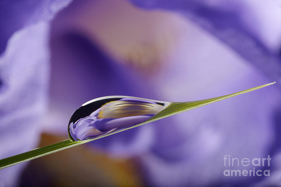 Purpla Iris Reflection Photograph by Art Whitton