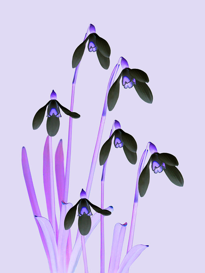 Purple Abstract Snowdrops Photograph by Gill Billington