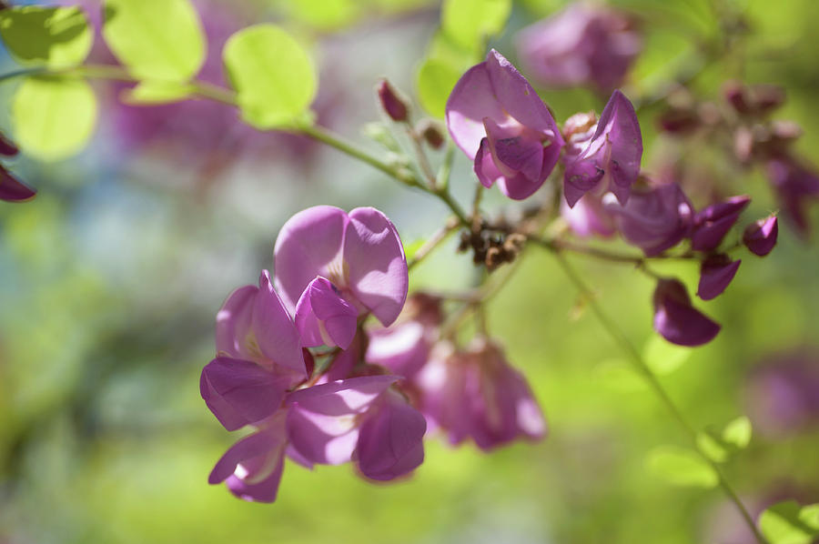 Purple Acacia Tree Flowers Photograph by Jenny Rainbow