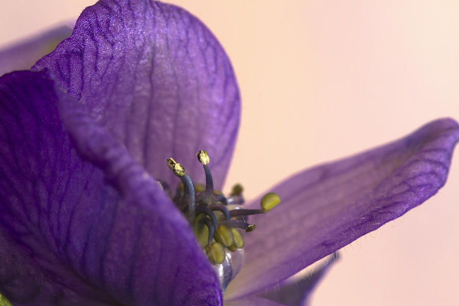Purple Aconitum Napellus Photograph by Sandra Foster