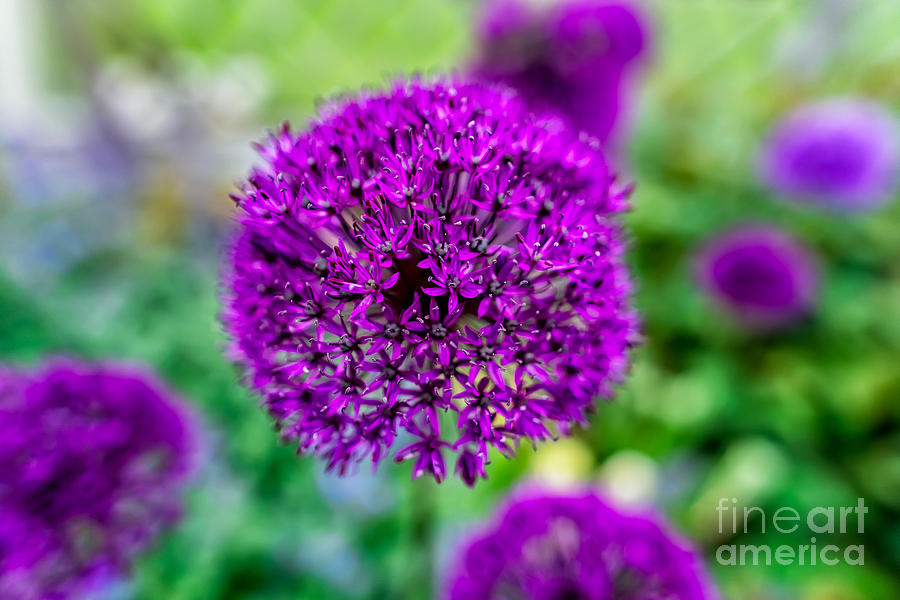 Spring Photograph - Purple by Adrian Evans