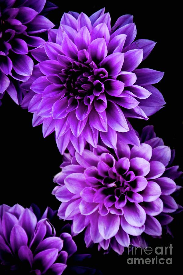 Nature Photograph - Purple Affinity by Stephanie Hanson
