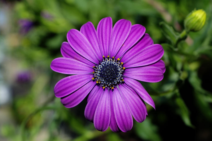 Purple African Daisey Photograph by FineArtRoyal Joshua Mimbs - Fine ...