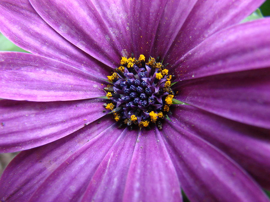 Purple African Daisy Photograph by Mary Halpin