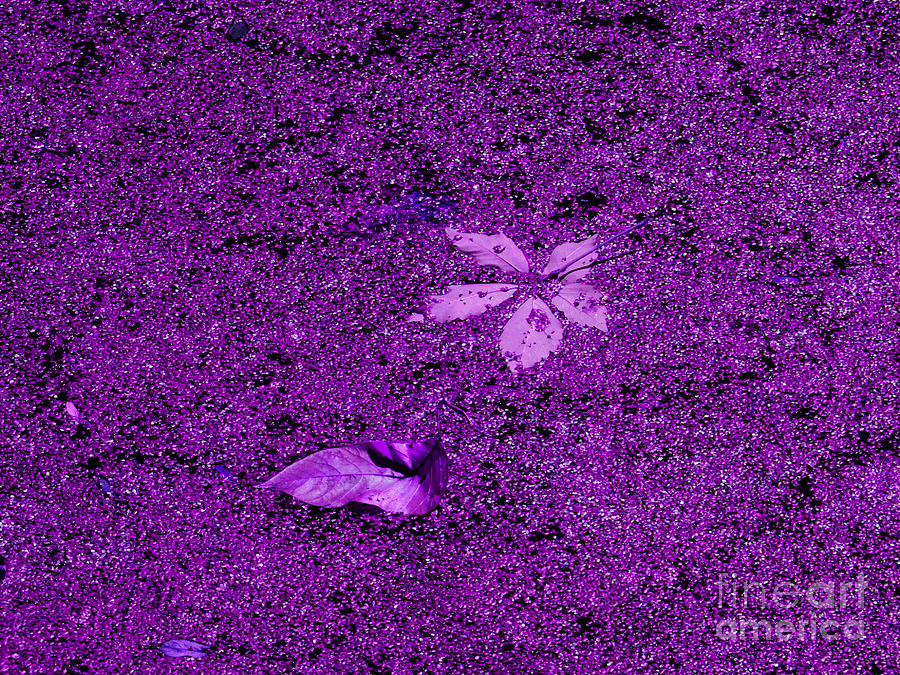 Purple Algae Photograph by Phil Welsher