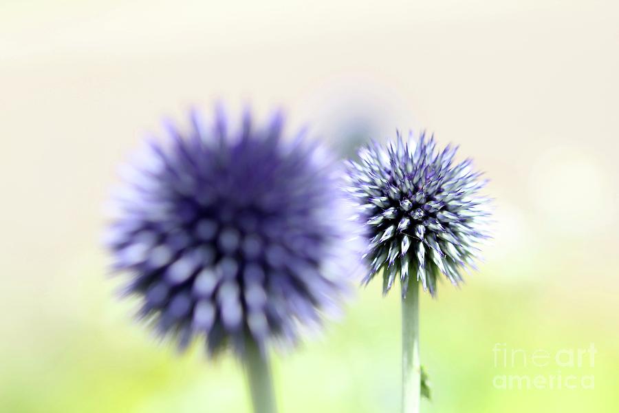 Purple Allium 2 Photograph by Jimmy Ostgard