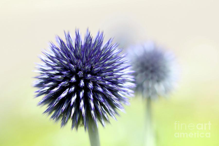 Purple Allium 3 Photograph by Jimmy Ostgard