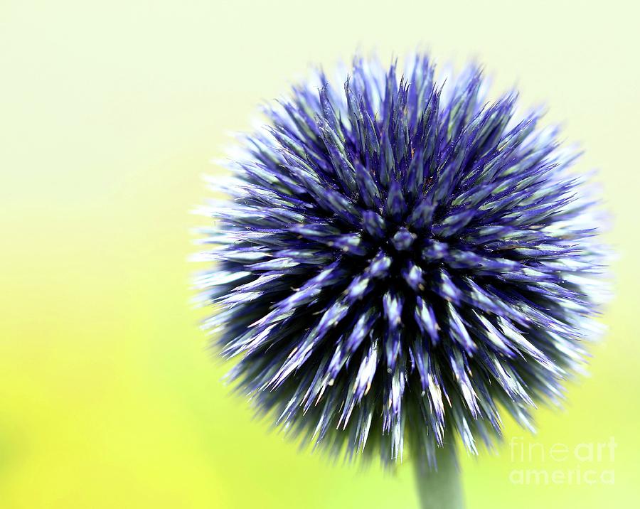 Purple Allium 4 Photograph by Jimmy Ostgard