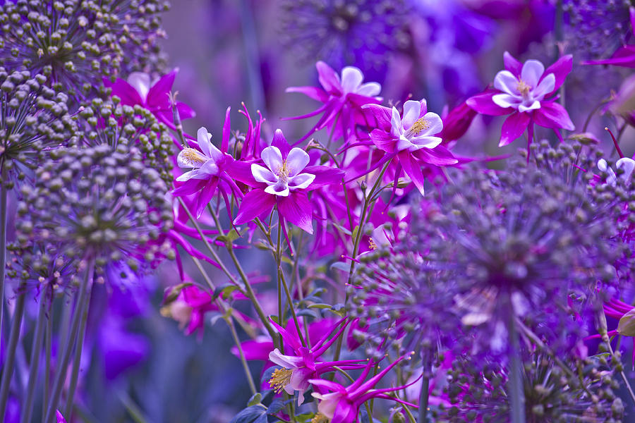 Purple Allium Photograph by Bonnie Bruno
