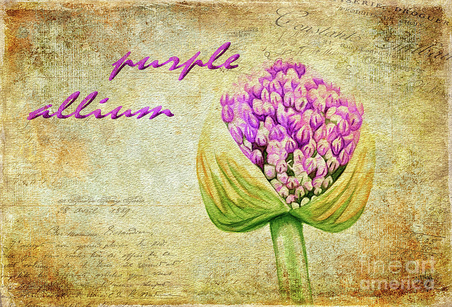 Purple Allium Bud Digital Art by Lois Bryan