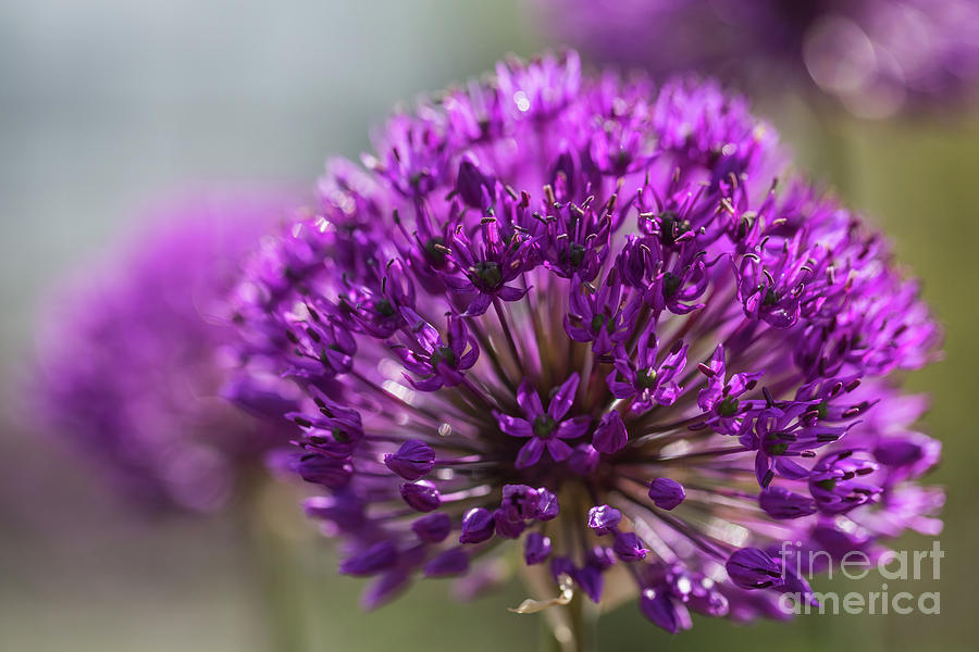 Purple Allium Photograph by Eva Lechner