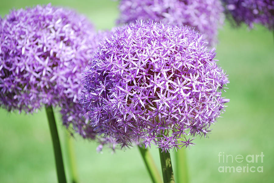 Purple Allium Flower Bulbs Photograph by DejaVu Designs