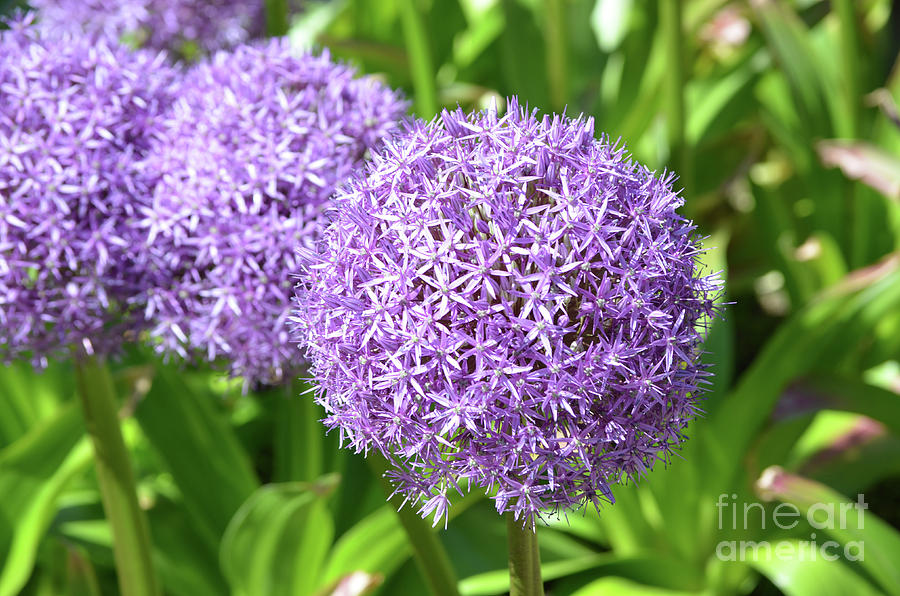 Purple Allium Garden in Bloom Photograph by DejaVu Designs