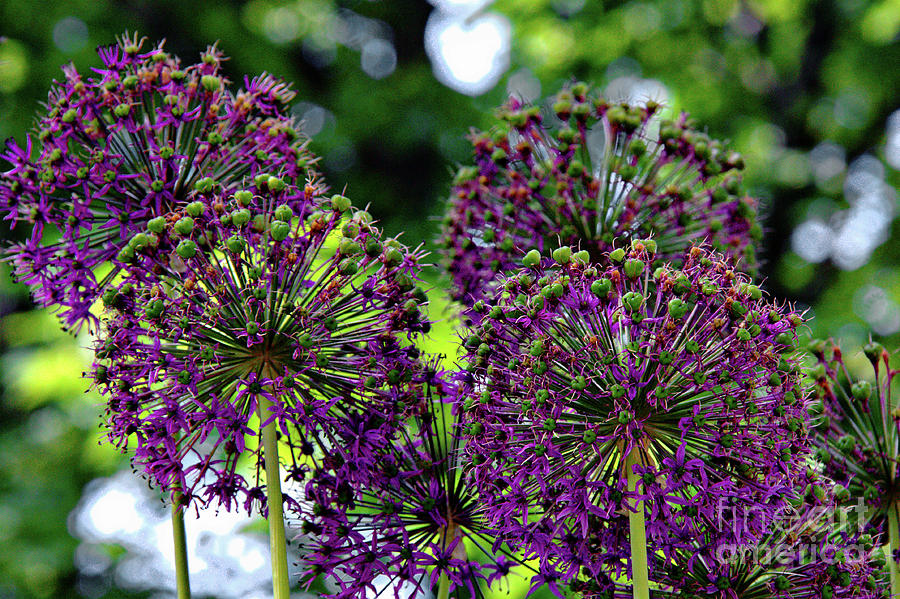  Purple Allium Hollandicum Mixed Media by Jolanta Anna Karolska