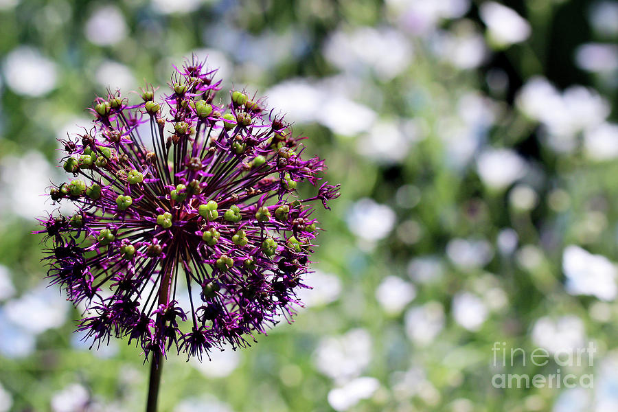 Purple Allium Photograph by Karen Adams