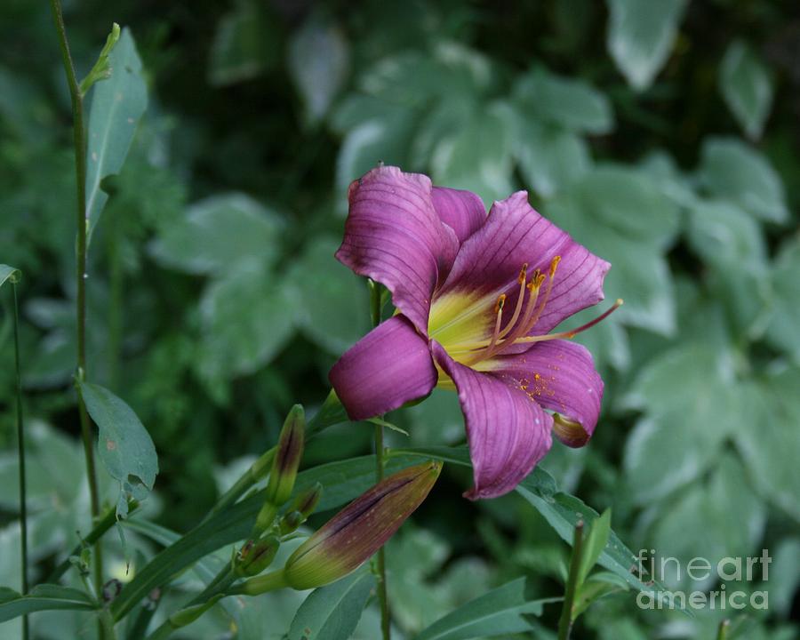 Purple Photograph by Anabelle Acevedo-Marcano - Fine Art America