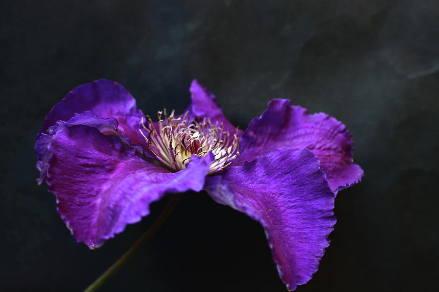 Purple and Blue Clematis Photograph by Jeff Townsend