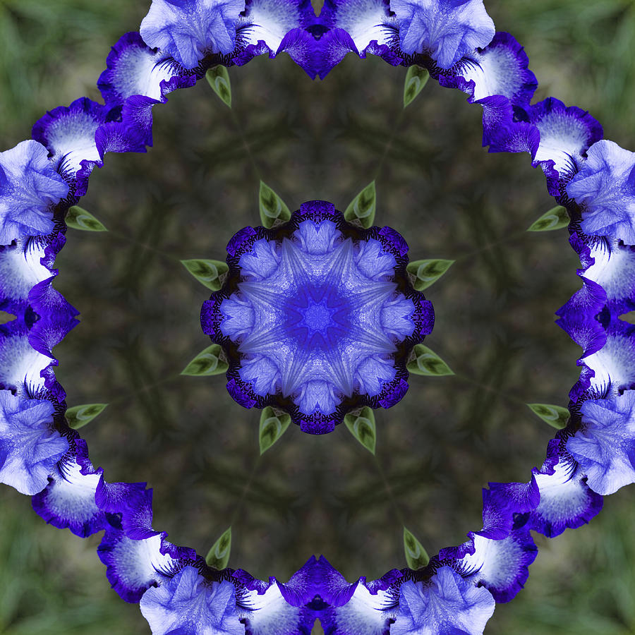 Purple and Blue Iris Kaleidoscope Photograph by Kathy Clark