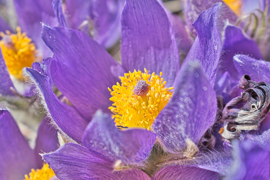 Purple and Gold - Bright Photograph by Cathy Mahnke