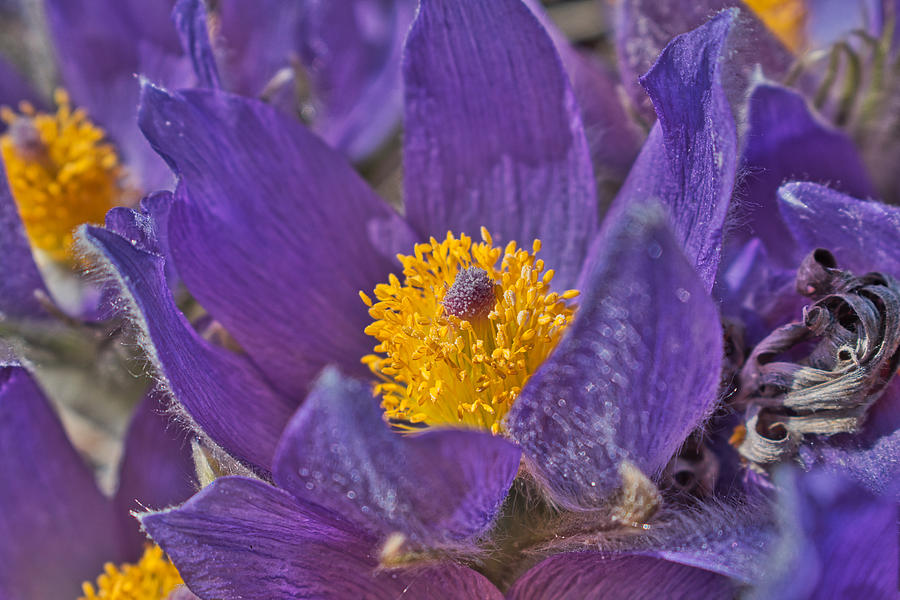 Purple and Gold Photograph by Cathy Mahnke