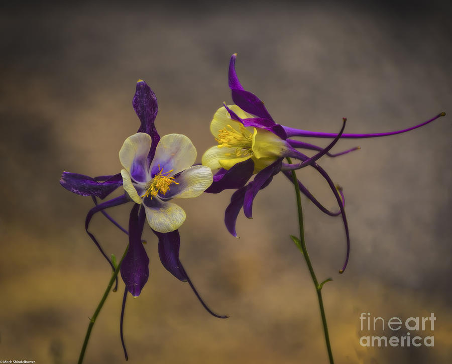 Purple And Gold Photograph by Mitch Shindelbower