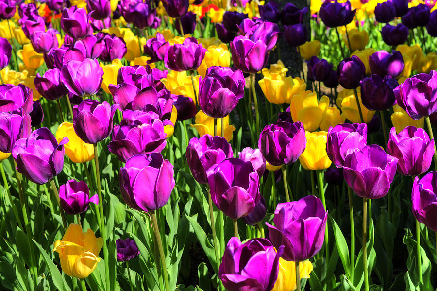 Purple and gold Tulips Photograph by FineArtRoyal Joshua Mimbs