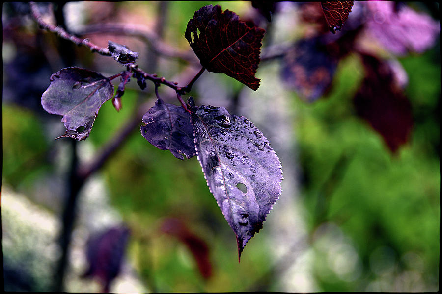 Purple and green Photograph by Andrei SKY