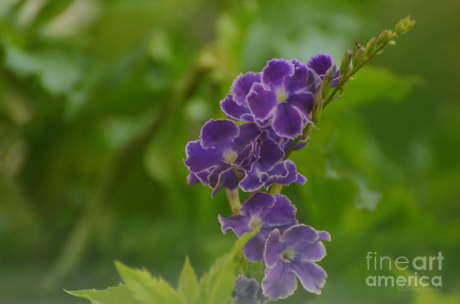 Purple and Green Delicate Photograph by Debby Pueschel