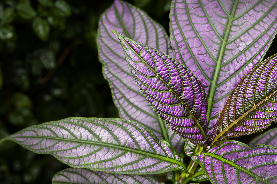 Purple and Green Foliage Photograph by Phil Cardamone