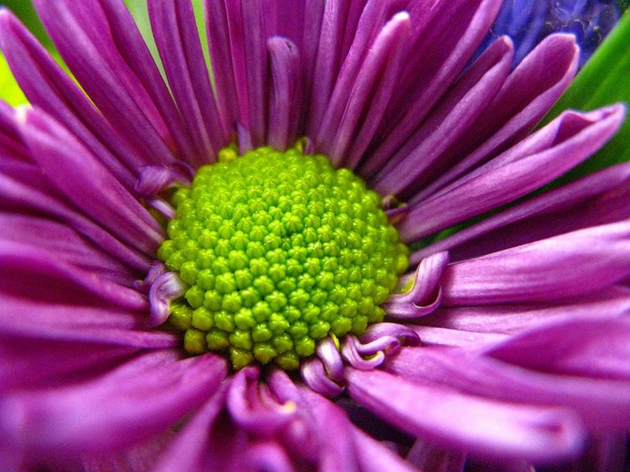 Nature Photograph - Purple and Green by Rhonda Barrett