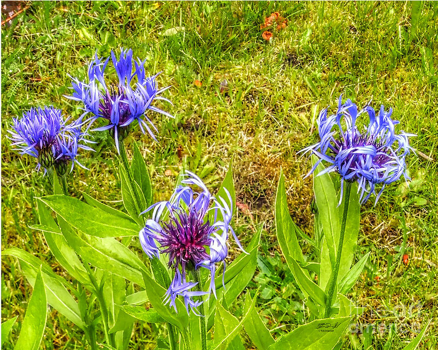 Flowers Still Life Photograph - Purple and Green by Rob Mandell